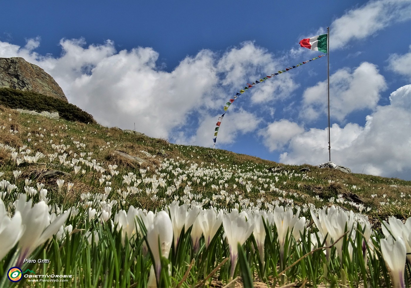 05 Crocus vernus al tricolore del Rif. Balicco (1995 m).JPG